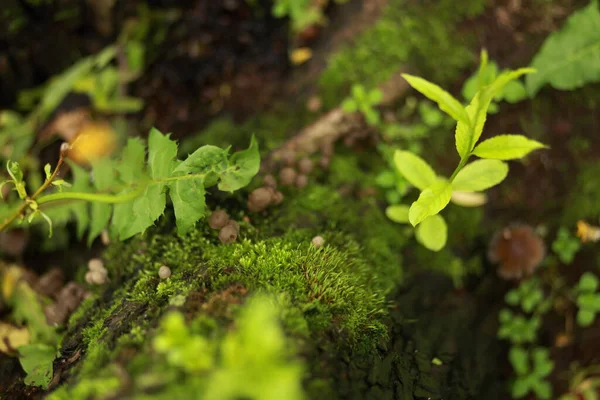 Hierba Musgo Setas Que Crecen Árbol —  Fotos de Stock