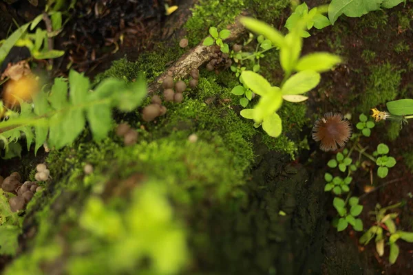 木に生えている草や苔やキノコ — ストック写真