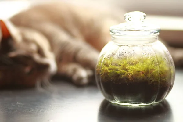 Moos Wächst Einem Glasgefäß Auf Einem Tisch Hintergrund Schläft Die — Stockfoto