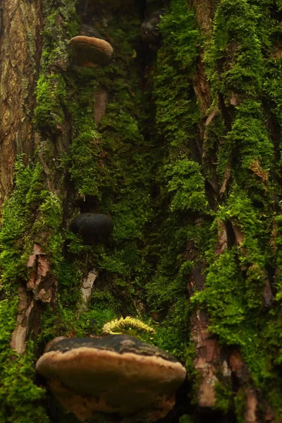 Kufer Drzewa Pokryty Mchem Grzybami Rosnącymi Nim — Zdjęcie stockowe