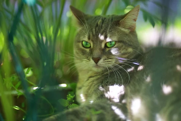 Γκρι Τιγρέ Γάτα Πράσινα Μάτια Που Ξεκουράζεται Στο Γρασίδι — Φωτογραφία Αρχείου