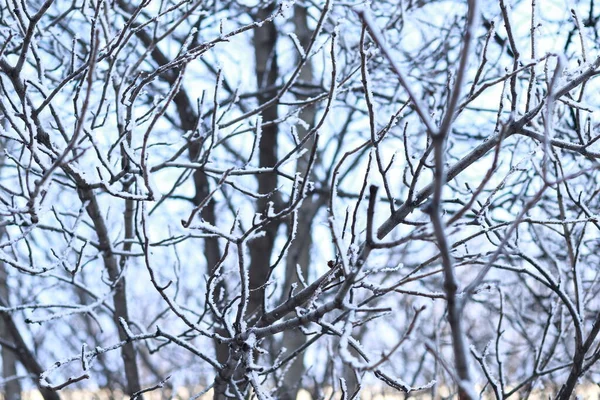 雪に覆われた枝のクローズアップ 背景のぼやけ — ストック写真