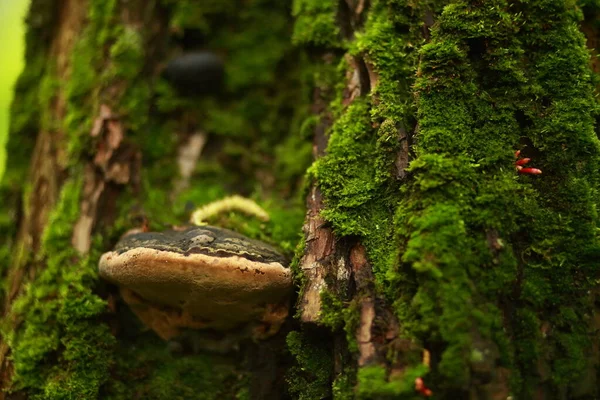 キノコの閉鎖 木の幹に成長し 苔に覆われた — ストック写真