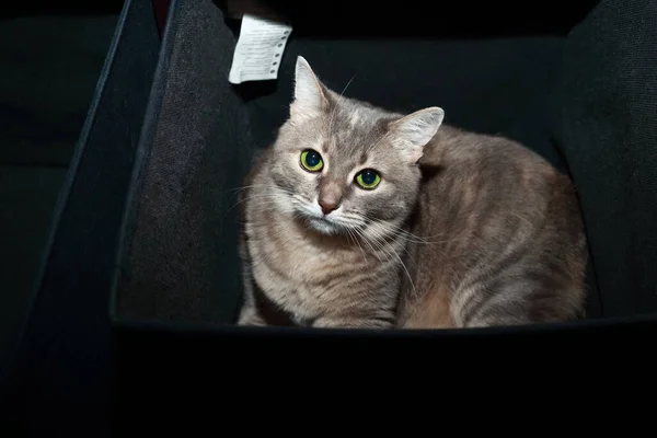 Lindo Gato Gris Con Ojos Verdes Acostado Una Caja Negra —  Fotos de Stock