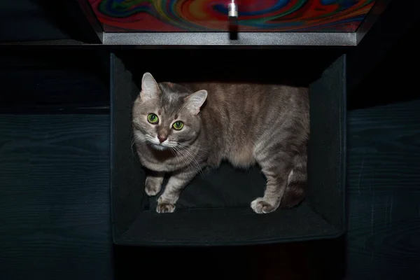 可爱的灰肥猫 绿眼睛 躺在黑匣子里放亚麻布 — 图库照片