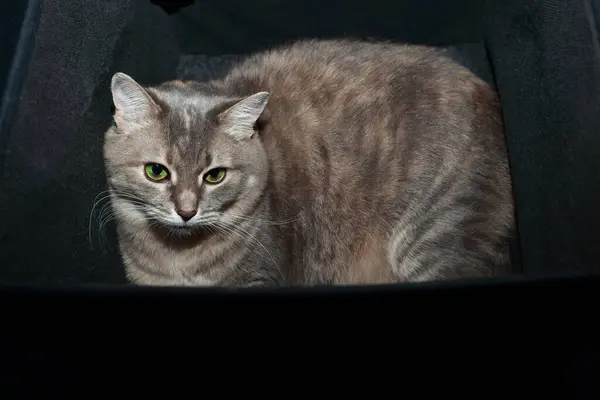 Söt Grå Tabby Katt Med Gröna Ögon Liggande Svart Låda — Stockfoto