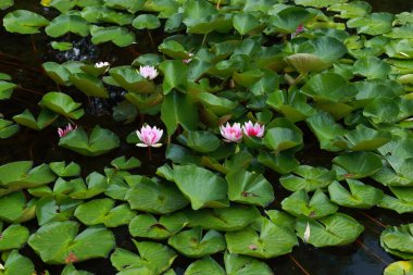 Nilüfer çiçekleri ve yaprakları gölette yüzer..