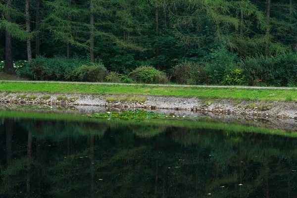 Lake Park Calm Surface Water Grassy Shore Foreground Coniferous Forest — Stock Photo, Image