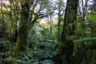 yeni Zelanda'da eğrelti otları ve yosun kaplı yoğun bir orman zemin