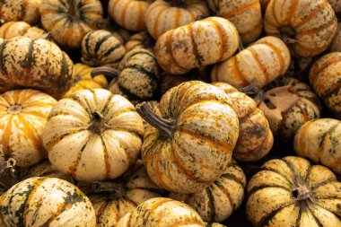 Beyaz, turuncu ve yeşil mini kabaklar Cadılar Bayramı öncesi yığını