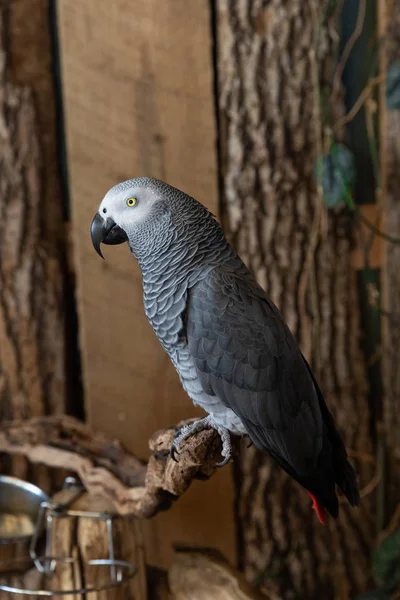 Side profile of an African grey parrot perched on a branch