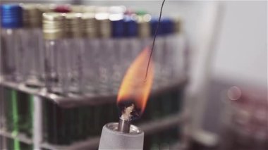 Masadaki laboratuvarda cam alkol brülörü yanıyor. Deneyler ve analizlerde hazırlık. Test tüpleri ve flsorlarının ısıtılması. Metalden özel iğneler kullanarak özel Petri yemekleriyle Ekim.
