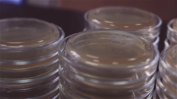 Petri Schalen Glazen Bollen Staan Tafel Het Laboratorium Kolven Bevatten — Stockvideo