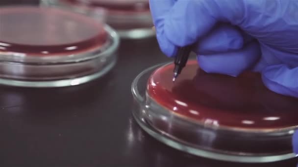 Close Laboratório Mãos Funcionário Luvas Azuis Assinam Bulbos Placas Petri — Vídeo de Stock