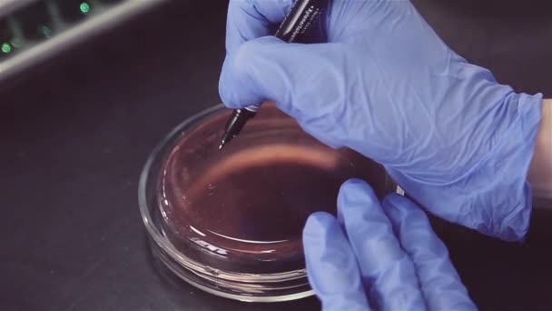 Close Laboratório Mãos Funcionário Luvas Azuis Assinam Lâmpadas Tubos Teste — Vídeo de Stock