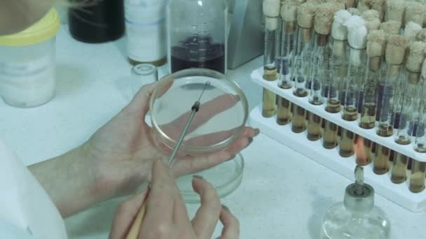 Petri Dish Filled Layer Nutrient Medium Lab Assistant Petri Dish — Stock Video