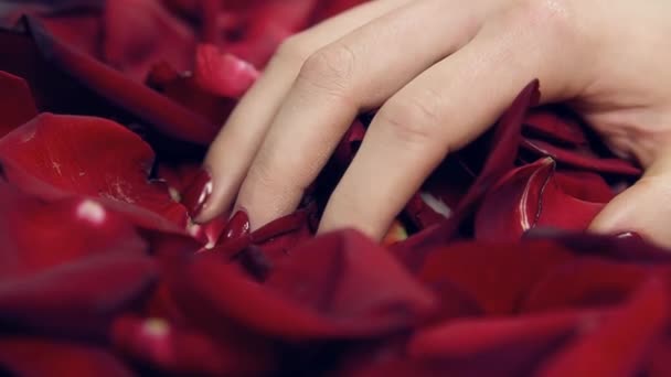 女孩手沿着花瓣红玫瑰 用拳头收集花瓣 慢动作 拍摄小管红在工作室的背景红花和玫瑰 特写女孩的手与鲜花 — 图库视频影像