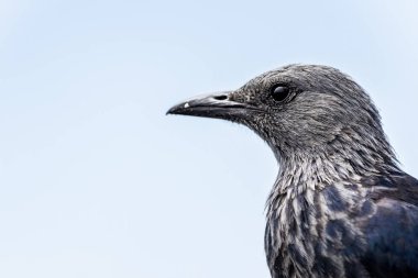 Kırmızı kanatlı starling Masa Dağı, Cape Town (Güney Afrika içinde yakın portresi)