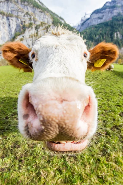 瑞士母牛微笑劳特布龙嫩谷 — 图库照片