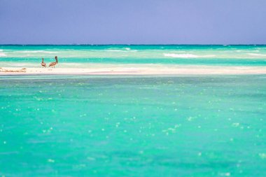 Boca Paila Beach, Sian Kaan biyosfer rezervi (Meksika iki Pelikan)