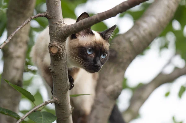 Siamese Cat Bright Blue Eyes Climbing Tree — Stock Photo, Image