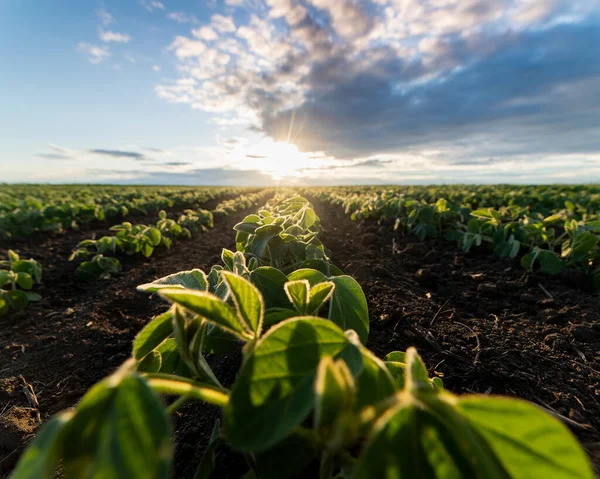 Plantação Soja Agrícola Dia Ensolarado Planta Soja Verde Crescimento Contra — Fotografia de Stock