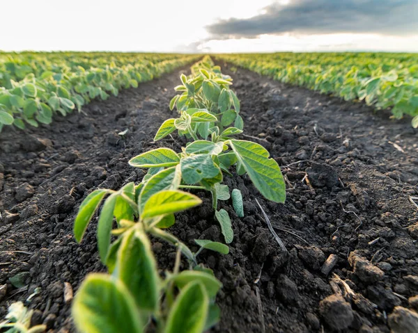 Campo Soja Amadurecendo Primavera Paisagem Agrícola Plantação Soja — Fotografia de Stock