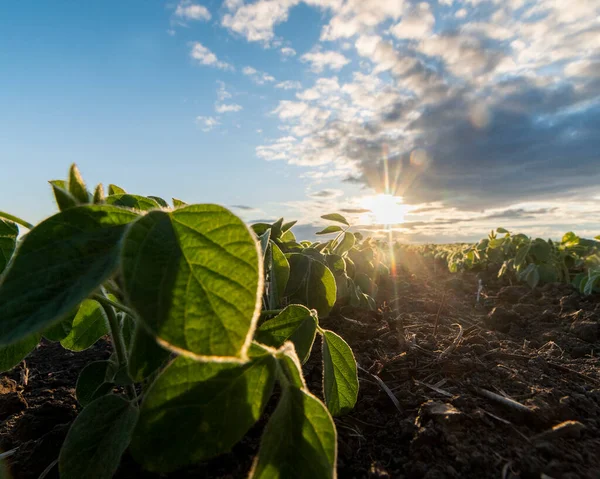 Bahar mevsiminde olgunlaşan soya fasulyesi tarlası, tarım arazisi. Soya tarlası..