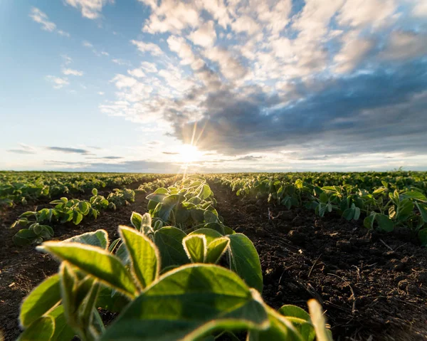 Bahar mevsiminde olgunlaşan soya fasulyesi tarlası, tarım arazisi. Soya tarlası..