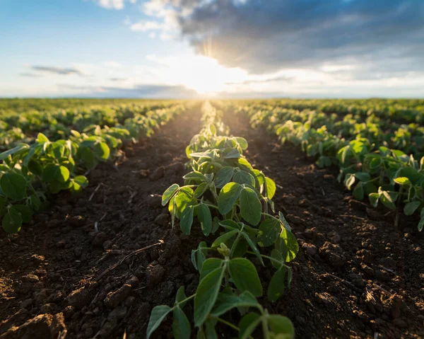 Campo Soja Amadurecendo Primavera Paisagem Agrícola Plantação Soja — Fotografia de Stock