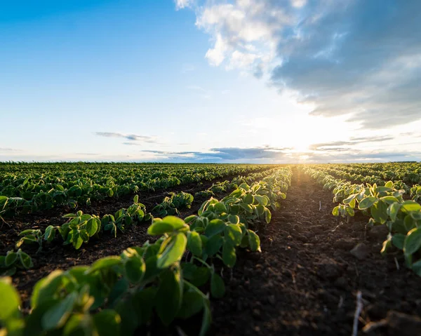 Campo Soja Maduración Temporada Primavera Paisaje Agrícola Plantación — Foto de Stock