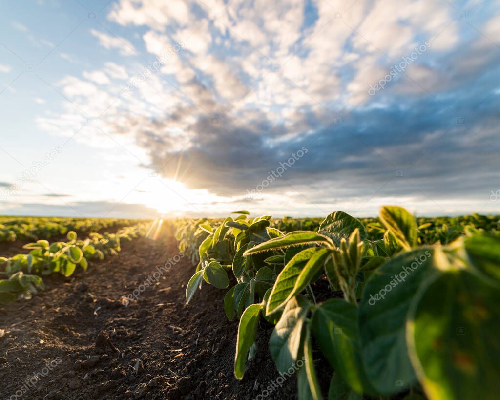 Soybean field ripening at spring season, agricultural landscape.Soy plantation.