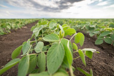 Bahar mevsiminde olgunlaşan soya fasulyesi tarlası, tarım arazisi. Soya tarlası..