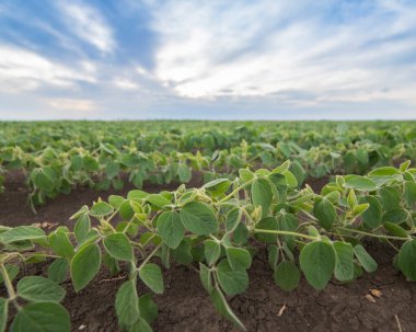 Bahar mevsiminde olgunlaşan soya fasulyesi tarlası, tarım arazisi. Soya tarlası..