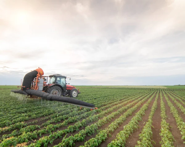 Пестициды Трактора Соевых Бобовых Полях — стоковое фото
