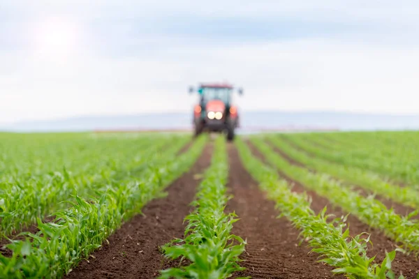 Jagung Hijau Muda Tangkai Ladang Young Corn Plants Pertanian — Stok Foto