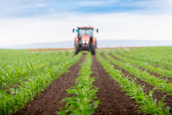 Jagung Hijau Muda Tangkai Ladang Young Corn Plants Pertanian — Stok Foto