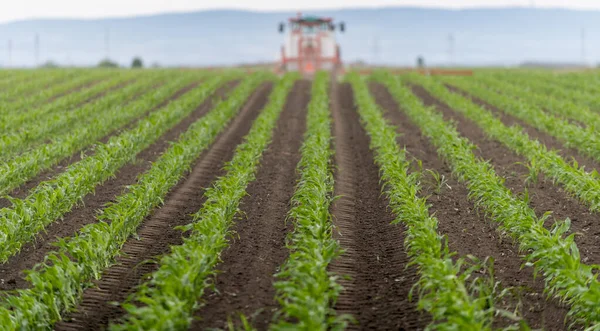 Grão Verde Jovem Talo Campos Jovens Plantas Milho Agricultura — Fotografia de Stock