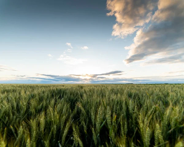 Weath Cereal Field Serbia Summer Green Wheat Ears Field — Stock Photo, Image