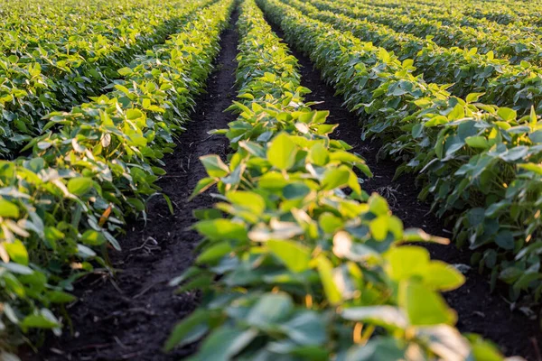 Campo Soja Amadurecendo Primavera Paisagem Agrícola Plantação Soja — Fotografia de Stock