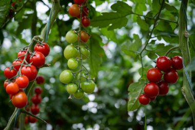 Serada yetişen güzel kırmızı kiraz domatesleri.