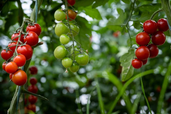 Krásná Červená Zralá Cherry Rajčata Pěstovaná Skleníku — Stock fotografie