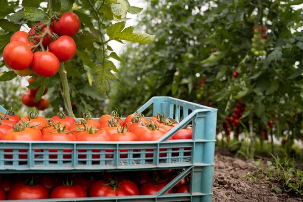 Serada kırmızı domates