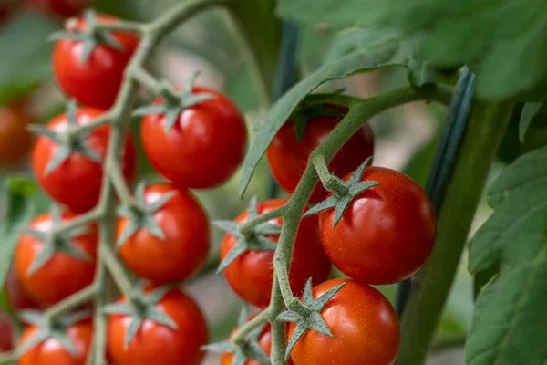 아름답고 토마토를 온실에서 자라게 — 스톡 사진