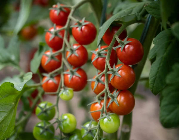 Hermosos Tomates Cherry Rojos Maduros Cultivados Invernadero — Foto de Stock