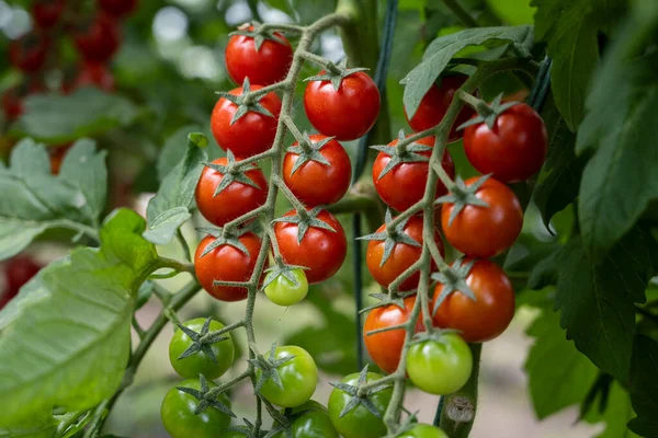 Hermosos Tomates Cherry Rojos Maduros Cultivados Invernadero — Foto de Stock