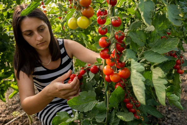 Ung Kvinna Ett Växthus Plockar Några Röda Tomater — Stockfoto