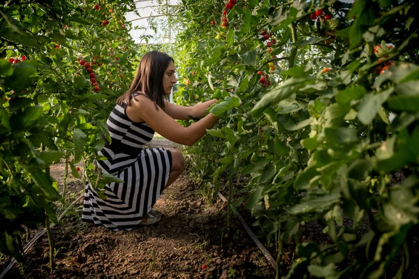 Wanita Muda Rumah Kaca Memetik Beberapa Tomat Merah — Stok Foto