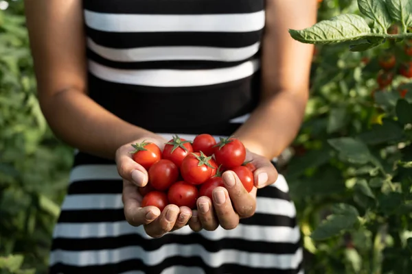 Wanita Memegang Merah Segar Cherry Tomat Tangan — Stok Foto