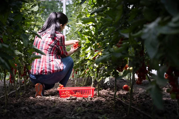 Ung Kvinna Ett Växthus Plockar Några Röda Tomater — Stockfoto